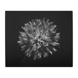 Backyard Flowers In Black And White No 53 Metal Print