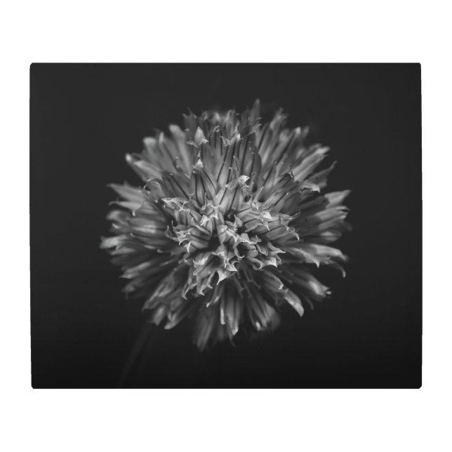 Backyard Flowers In Black And White No 53 Metal Print (Front)