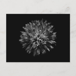 Backyard Flowers In Black And White No 53 Postcard