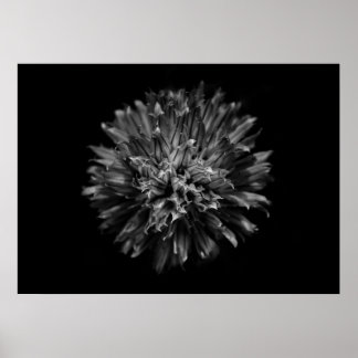 Backyard Flowers In Black And White No 53 Poster