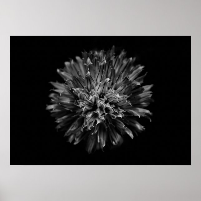 Backyard Flowers In Black And White No 53 Poster (Front)
