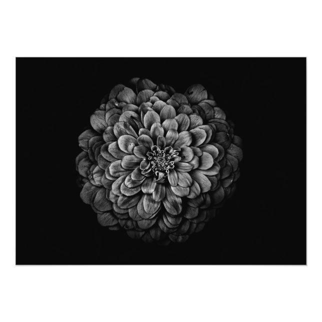 Backyard Flowers In Black And White No 54 Photo Print (Front)