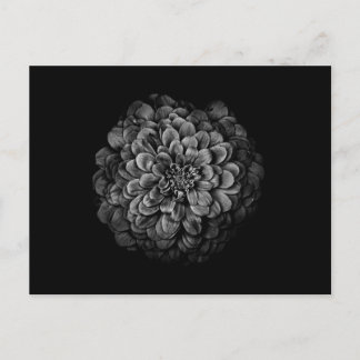 Backyard Flowers In Black And White No 54 Postcard