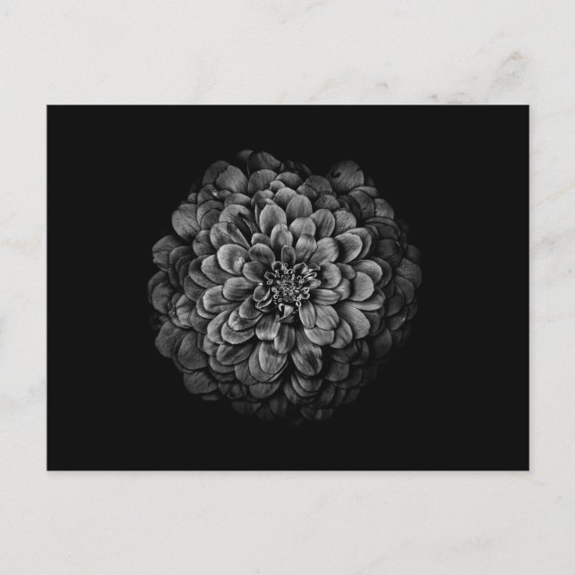 Backyard Flowers In Black And White No 54 Postcard (Front)