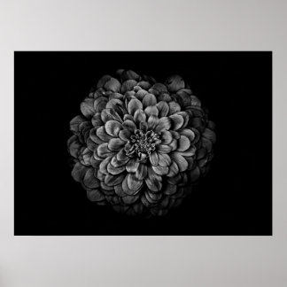 Backyard Flowers In Black And White No 54 Poster