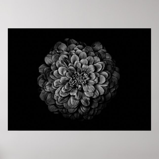 Backyard Flowers In Black And White No 54 Poster (Front)