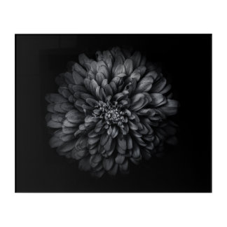 Backyard Flowers In Black And White No 68 Acrylic Print