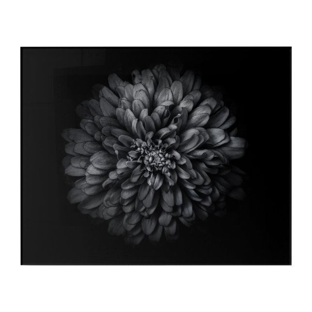 Backyard Flowers In Black And White No 68 Acrylic Print (Front)