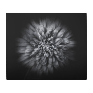 Backyard Flowers In Black And White No 68 Flow Metal Print