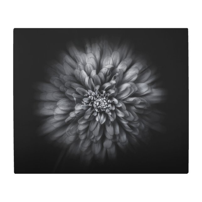 Backyard Flowers In Black And White No 68 Flow Metal Print (Front)