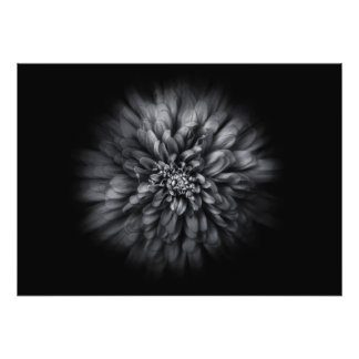 Backyard Flowers In Black And White No 68 Flow Photo Print