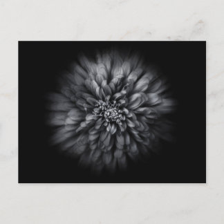 Backyard Flowers In Black And White No 68 Flow Postcard