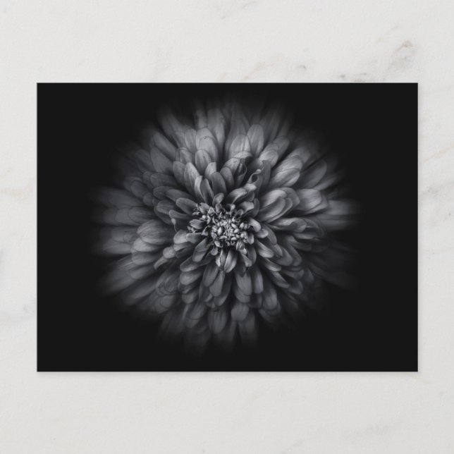 Backyard Flowers In Black And White No 68 Flow Postcard (Front)