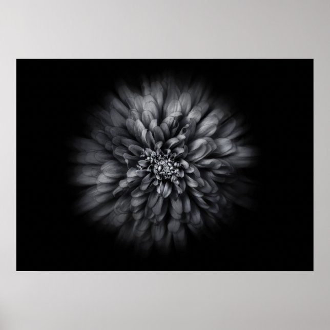Backyard Flowers In Black And White No 68 Flow Poster (Front)