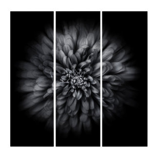 Backyard Flowers In Black And White No 68 Flow Triptych