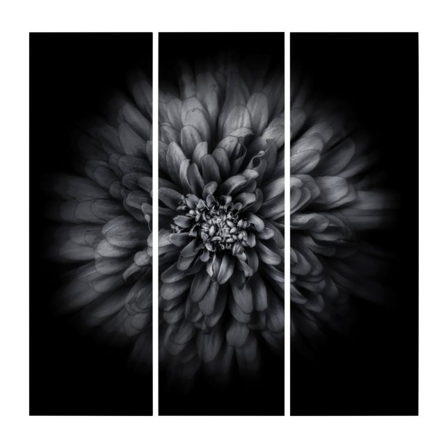 Backyard Flowers In Black And White No 68 Flow Triptych (Front)