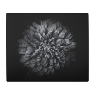 Backyard Flowers In Black And White No 68 Metal Print