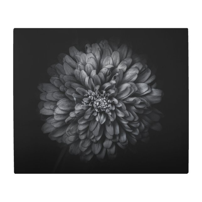 Backyard Flowers In Black And White No 68 Metal Print (Front)