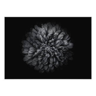 Backyard Flowers In Black And White No 68 Photo Print