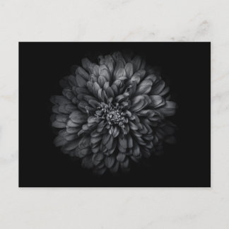 Backyard Flowers In Black And White No 68 Postcard