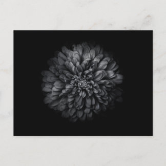 Backyard Flowers In Black And White No 68 Postcard