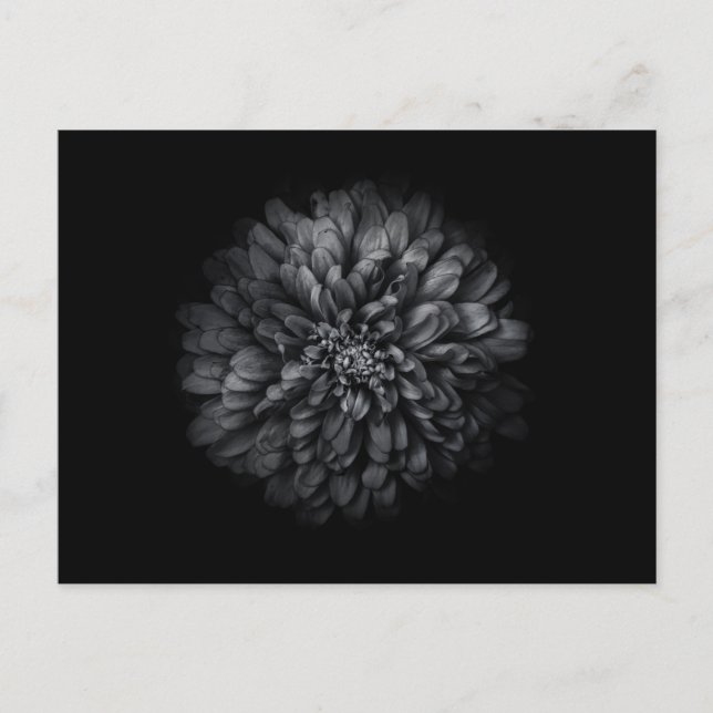 Backyard Flowers In Black And White No 68 Postcard (Front)