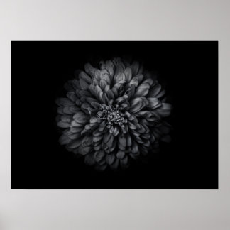 Backyard Flowers In Black And White No 68 Poster