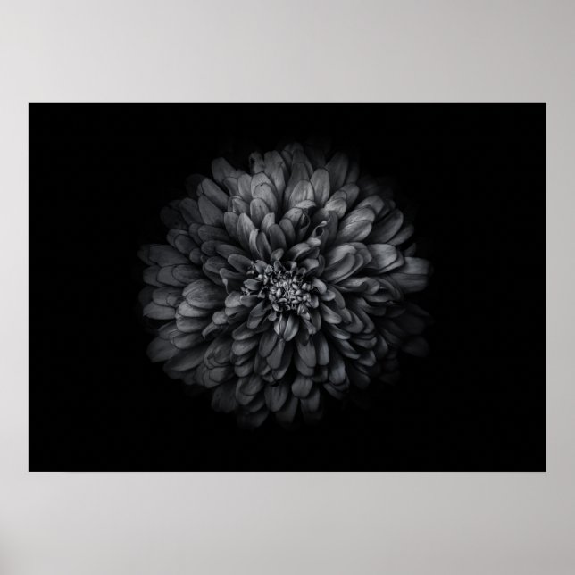 Backyard Flowers In Black And White No 68 Poster (Front)