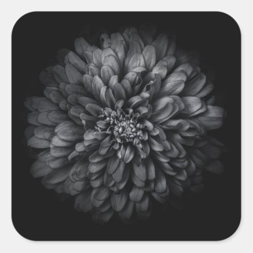 Backyard Flowers In Black And White No 68 Square Sticker