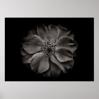 Backyard Flowers In Black And White No 84 Poster