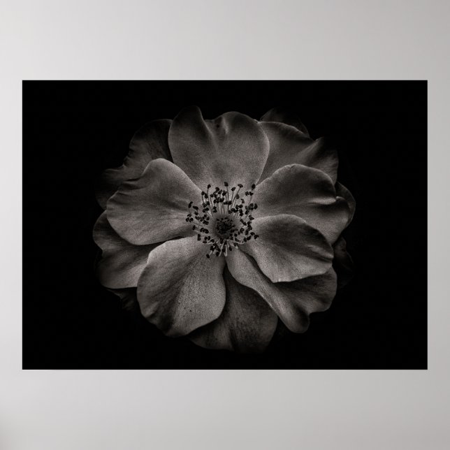 Backyard Flowers In Black And White No 84 Poster (Front)