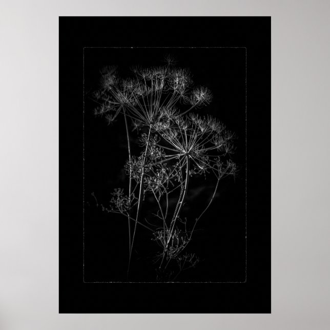 Backyard Flowers In Black And White No 87 Border Poster (Front)
