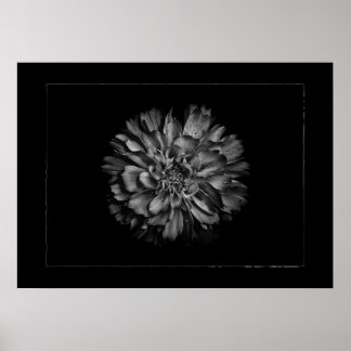 Backyard Flowers In Black & White No 79 Border Poster