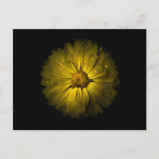 Backyard Flowers No 10 Color Version Postcard