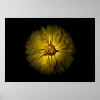 Backyard Flowers No 10 Color Version Poster