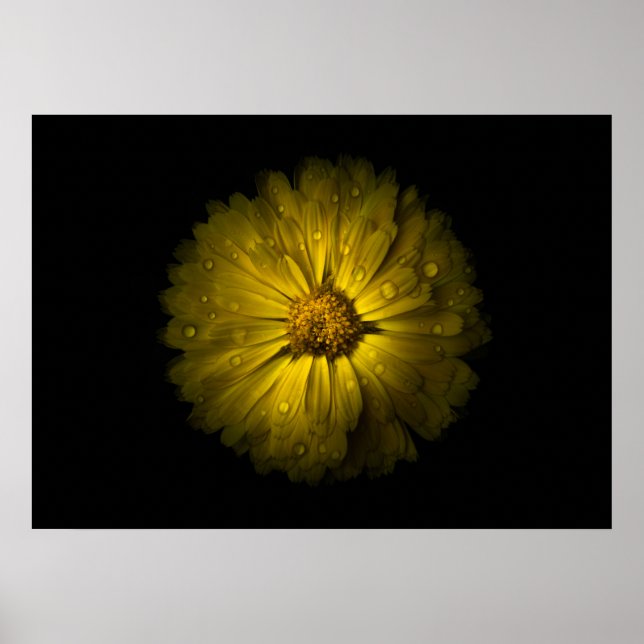 Backyard Flowers No 10 Color Version Poster (Front)