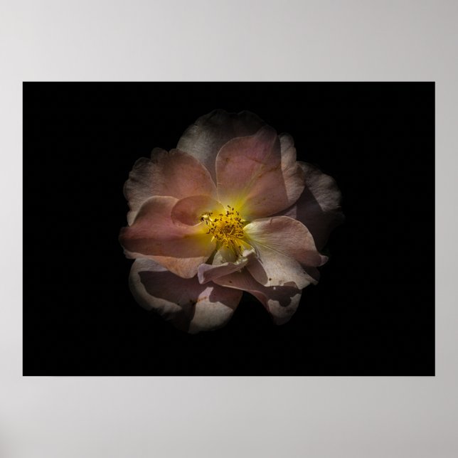 Backyard Flowers No 113 Color Version Poster (Front)