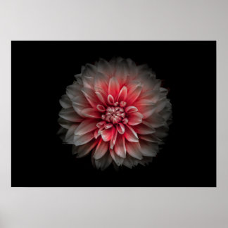 Backyard Flowers No 125 Color Version Poster