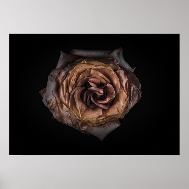 Backyard Flowers No 139 Color Version Poster (Front)