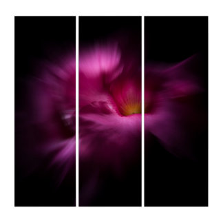 Backyard Flowers No 2 Color Flow Version Triptych