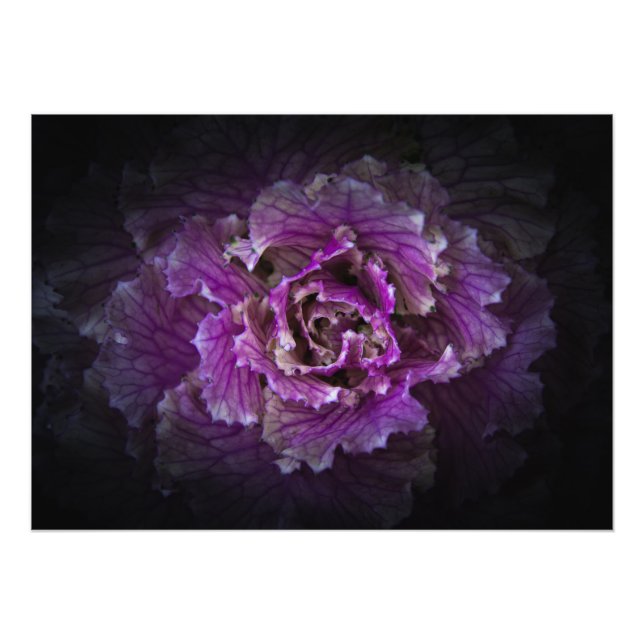 Backyard Flowers No 42 Color Version Photo Print (Front)