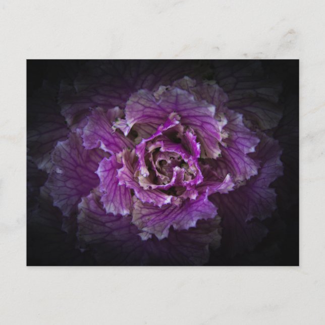 Backyard Flowers No 42 Color Version Postcard (Front)