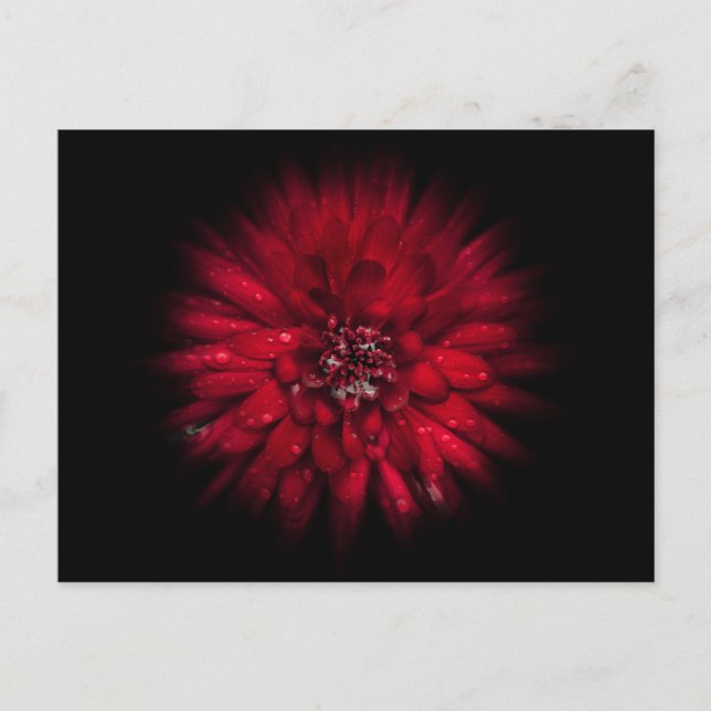 Backyard Flowers No 45 Color Flow Version Postcard (Front)