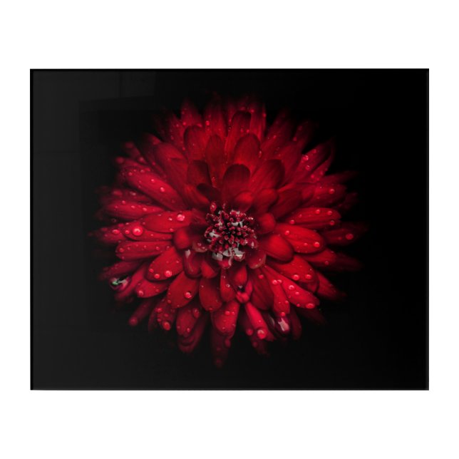 Backyard Flowers No 45 Color Version Acrylic Print (Front)