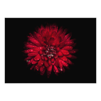 Backyard Flowers No 45 Color Version Photo Print