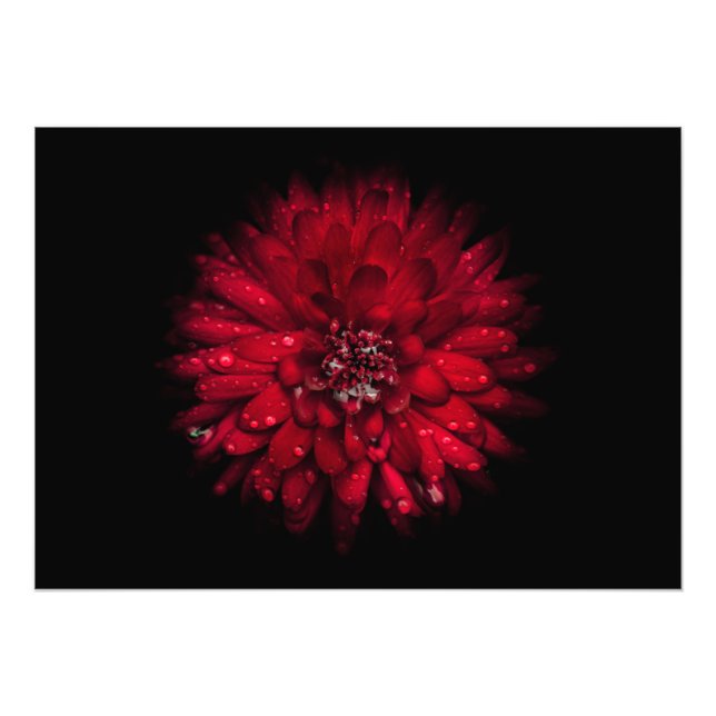 Backyard Flowers No 45 Color Version Photo Print (Front)