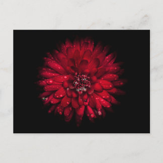 Backyard Flowers No 45 Color Version Postcard