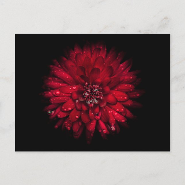 Backyard Flowers No 45 Color Version Postcard (Front)