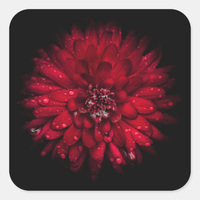 Backyard Flowers No 45 Color Version Square Sticker (Front)