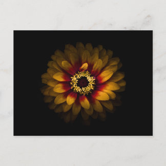 Backyard Flowers No 69 Color Version Postcard